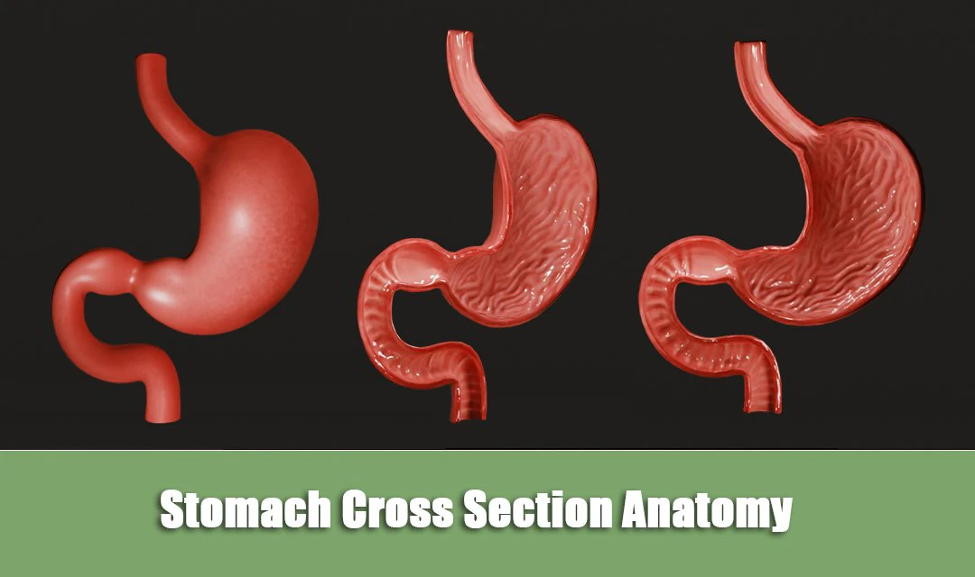 Stomach Cross Section Anatomy 3D Model .c4d .max .obj .3ds .fbx .stl .blend 