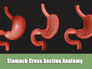 Stomach Cross Section Anatomy 3D Model