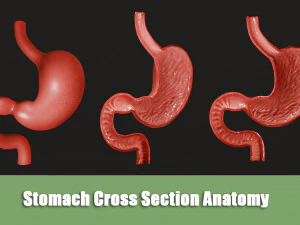 Анатомія поперечного перерізу шлунка 3D Модель