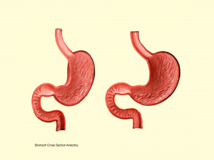 Stomach Cross Section Anatomy 3D Model