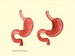 Stomach Cross Section Anatomy 3D Model