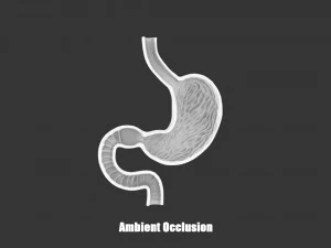 Stomach Cross Section Anatomy 3D Model