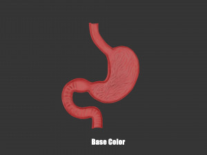 Stomach Cross Section Anatomy 3D Model