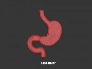 Stomach Cross Section Anatomy 3D Model