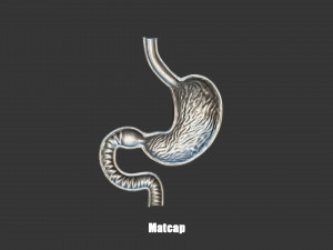 Stomach Cross Section Anatomy 3D Model