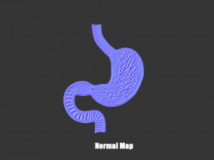 Stomach Cross Section Anatomy 3D Model