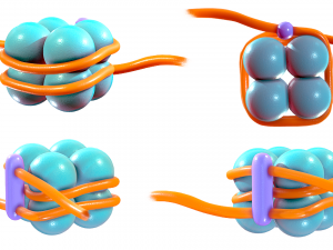 Histone Structure Modelo 3D
