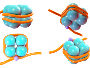 Histone Structure Modelo 3D