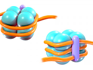 Histon-structuur 3D Model