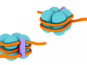 Histone Structure Modelo 3D