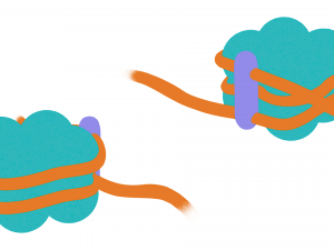 Histone Structure Modelo 3D