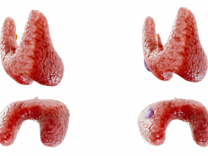 Healthy Thyroid and Thyroid Cancer 3D Model