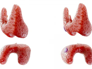 Healthy Thyroid and Thyroid Cancer 3D Model