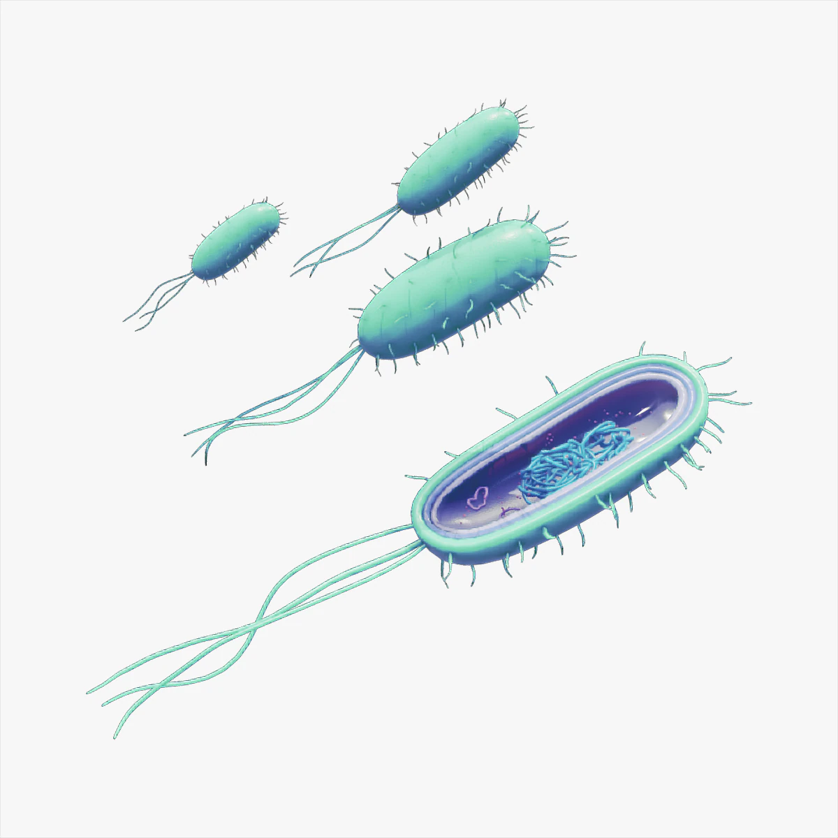 Prokaryotic Bacteria Cell Anatomy 3D Model .c4d .max .obj .3ds .fbx .stl .blend