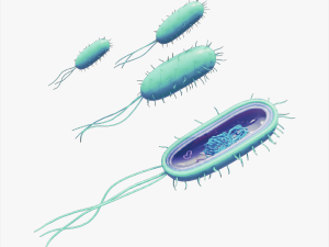 Prokaryotic Bacteria Cell Anatomy 3D Model