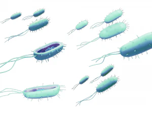 Prokaryotic Bacteria Cell Anatomy 3D Model