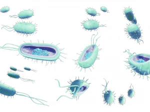 Prokaryotic Bacteria Cell Anatomy 3D Model