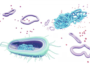 Prokaryotic Bacteria Cell Anatomy 3D Model