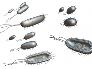 Prokaryotic Bacteria Cell Anatomy Modelo 3D