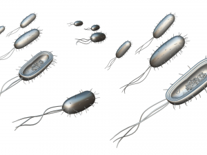 Prokaryotic Bacteria Cell Anatomy Modelo 3D