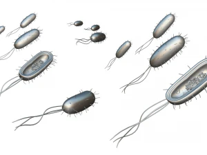 Prokaryotic Bacteria Cell Anatomy 3D Model