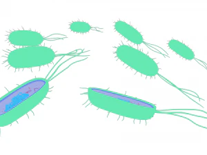 Prokaryotic Bacteria Cell Anatomy 3D Model
