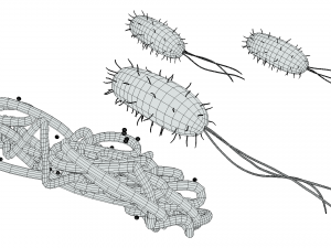 Prokaryotic Bacteria Cell Anatomy Modelo 3D