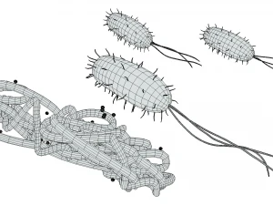 Prokaryotic Bacteria Cell Anatomy 3D Model