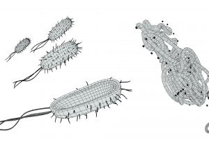 Prokaryotic Bacteria Cell Anatomy Modelo 3D