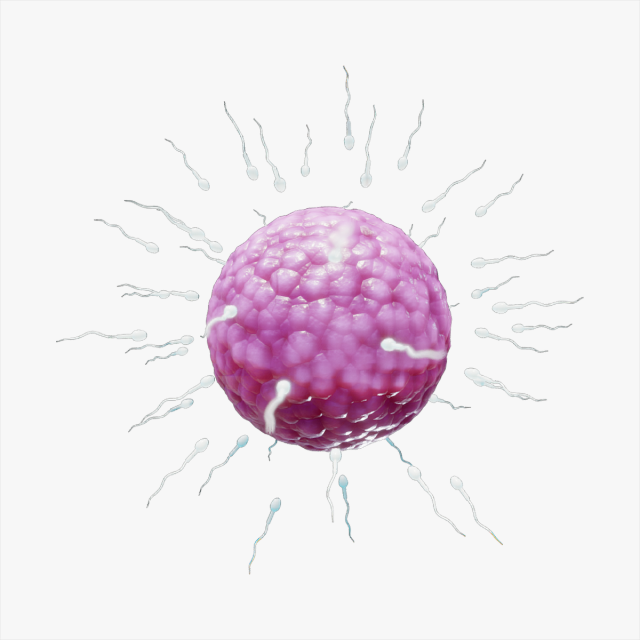 Human Fertilization of Sperm and Egg cell Ovum 3Dモデル .c4d .max .obj .3ds .fbx .stl .blend