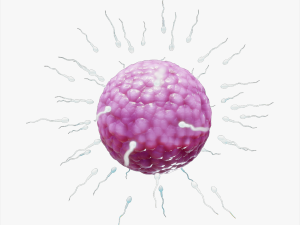 Human Fertilization of Sperm and Egg cell Ovum 3D Model