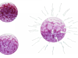 Human Fertilization of Sperm and Egg cell Ovum 3Dモデル