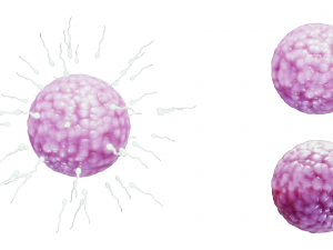 Human Fertilization of Sperm and Egg cell Ovum 3Dモデル