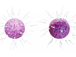 Human Fertilization of Sperm and Egg cell Ovum 3Dモデル