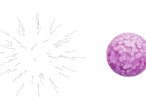 Human Fertilization of Sperm and Egg cell Ovum 3Dモデル
