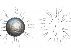 Human Fertilization of Sperm and Egg cell Ovum 3Dモデル
