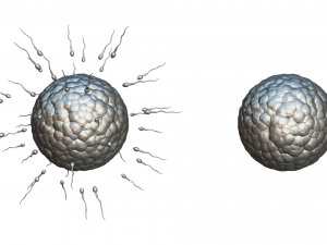 Human Fertilization of Sperm and Egg cell Ovum 3Dモデル