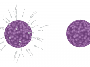 Human Fertilization of Sperm and Egg cell Ovum 3Dモデル