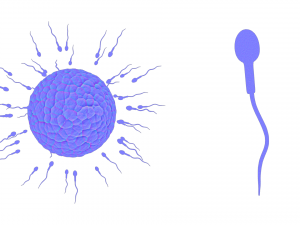 Human Fertilization of Sperm and Egg cell Ovum 3Dモデル