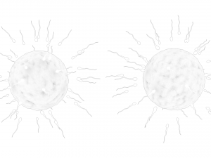 Human Fertilization of Sperm and Egg cell Ovum 3Dモデル