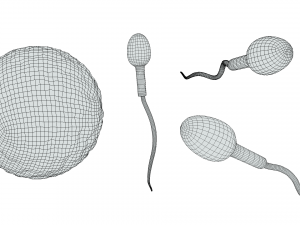 Human Fertilization of Sperm and Egg cell Ovum 3Dモデル