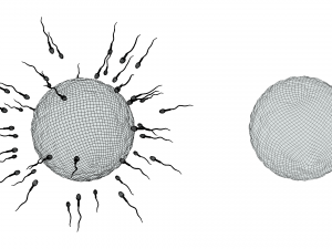 Human Fertilization of Sperm and Egg cell Ovum 3Dモデル