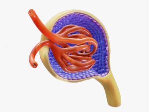 Anatomia del glomerulo Modello 3D