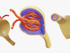 Glomerulus Anatomy 3D Model