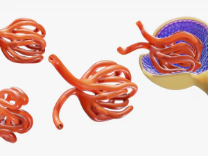 Glomerulus Anatomy 3D Model
