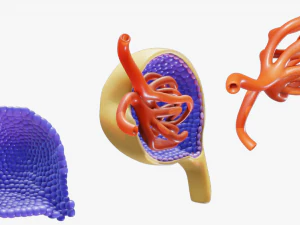 Glomerulus Anatomy 3D Model