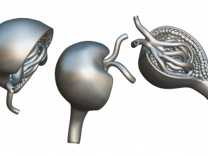 Glomerulus Anatomy Modelo 3D