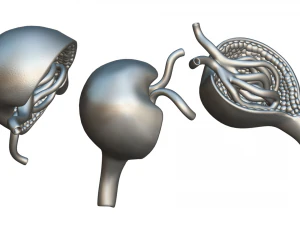 Glomerulus Anatomy 3D Model