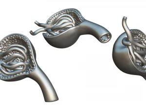 Glomerulus Anatomy 3D Model