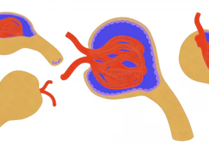 Glomerulus Anatomy 3D Model